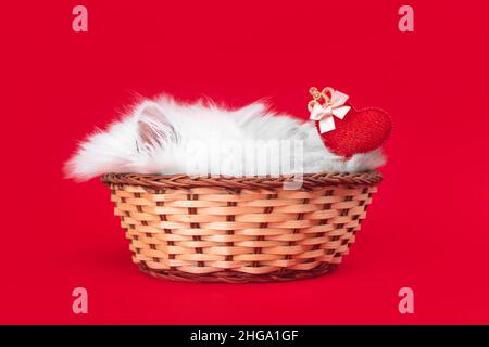 Niedliches Kätzchen mit rotem Herz. Valentinstag, roter Hintergrund. Liebe, 14th. Februar Postkarte oder Grußkarten-Design. Britische Langhaar-Rasse Stockfoto