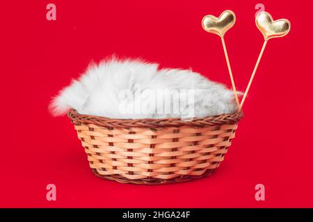 Niedliches Kätzchen mit Herzen. Valentinstag, roter Hintergrund. Liebe, 14th. Februar Postkarte oder Grußkarten-Design Stockfoto