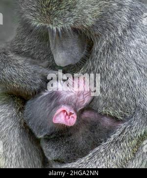 Weiblicher olivfarbener Pavian (Papio anubis), der ihr Baby stillt, Lake Manyara National Park, Tansania, Afrika. Stockfoto