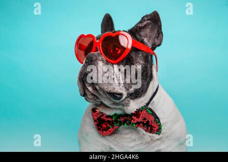 Französische Bulldogge mit herzförmigen Gläsern zum Valentinstag. Stockfoto