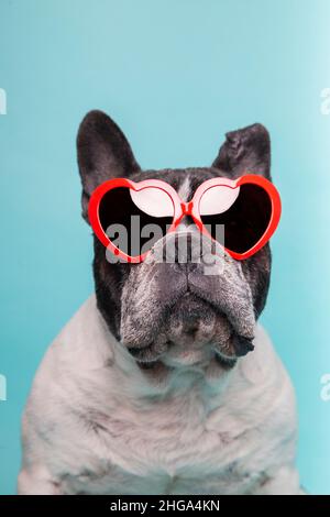 Hund liebt es, den valentinstag mit einer roten herzförmigen Brille zu feiern. Isoliert auf blauem Hintergrund. Stockfoto