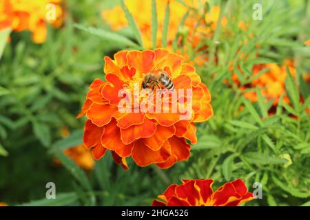 tagetes, Ringelblume, Studentenblume Stockfoto