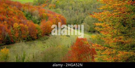 Erhöhter Blick auf Arundel Park, West Sussex im Herbst Stockfoto