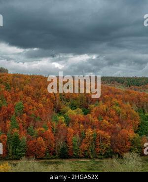 Erhöhter Blick auf Arundel Park, West Sussex im Herbst Stockfoto