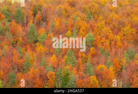 Erhöhter Blick auf Arundel Park, West Sussex im Herbst Stockfoto