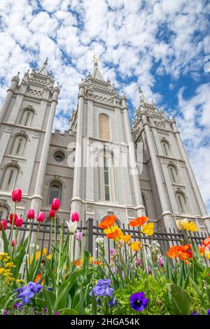 Die Salt Lake City LDS Temple-Fassade im Frühling mit Tulpen und einem wunderschönen blauen Himmel, der von Wolken überzogen ist. Architekt: Henry Grow Truman O. Angell. Stockfoto