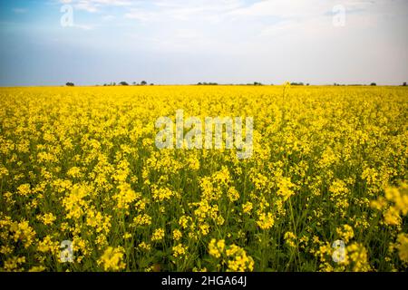 Schöne gelbe Senf Blumen auf dem Feld natürliche Landschaftsansicht. Stockfoto