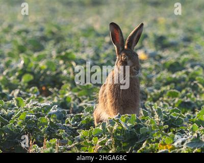 Brauner Hase im Ackerfeld Stockfoto