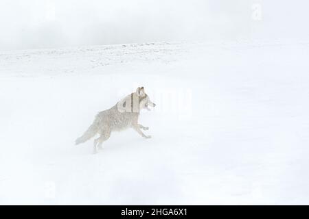 Kaum sichtbar durch den Dampf einer heißen Quelle, reist ein Kojote (Canis latrans) durch die verschneite Landschaft des Yellowstone National Park. Stockfoto