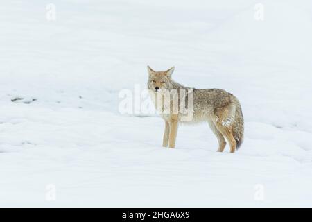 Ein kojote (Canis yogiebeer) steht im Schnee in Yellowstone National Park, Wyoming, USA. Stockfoto