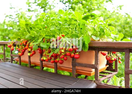 Erdbeerpflanzen mit vielen reifen roten Erdbeeren im Balkongeländer-Pflanzgefäß, Apartment- oder Urban Gardening-Konzept. Stockfoto