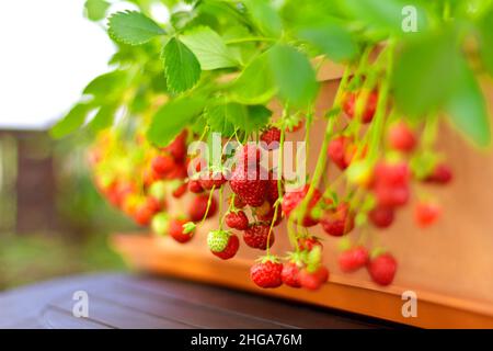 Nahaufnahme von reifen roten Erdbeeren, die aus einer Balkonpflanzer-Box, einem Apartment- oder Urban-Gardening-Konzept hängen. Stockfoto