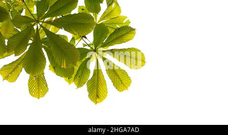 Grüne Kastanienbäume Blätter auf weißem Hintergrund. Natürliches Nahaufnahme-Foto mit selektivem Fokus und Kopierbereich auf der rechten Seite Stockfoto