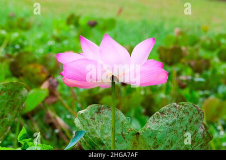 Rosa Seerose. Lotusblume wächst im malaysischen Regenwald, Nahaufnahme Stockfoto