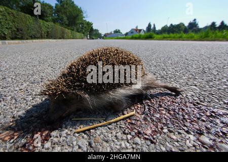 Toter Igel auf einer Straße in Österreich, Europa Stockfoto