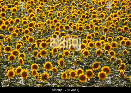 Sonnenblumenfeld im Burgenland, Österreich, Europa Stockfoto