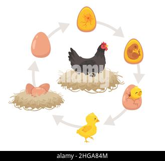 Kinder pädagogisches Schema des Schlupfprozesses. Stock Vektor