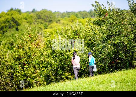 Markham, USA - 7. September 2020: Apple Orchard Farm in Nord-Virginia mit ehrlicher Menschenfamilie in Gesichtsmaske während der covid Kommissionierung Obst auf grünen g Stockfoto