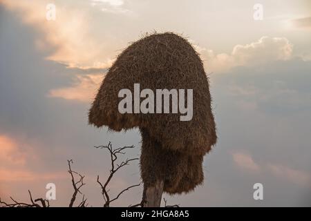 Nest des geselligen Weber 4878 Stockfoto