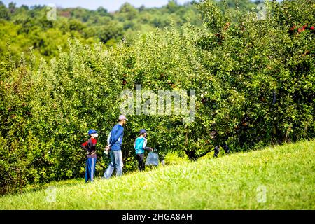 Markham, USA - 7. September 2020: Apple Orchard Farm im Norden von Virginia bei DC mit ehrlicher Menschenfamilie in Gesichtsmaske während des Obstpflückens Stockfoto