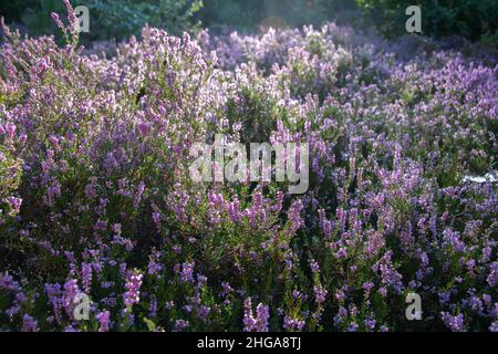 Blühende Heide in der Morgensonne Stockfoto