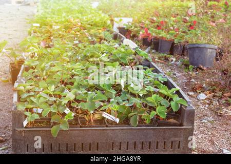 Kultivar Garten Erdbeere Sämlinge in Containern im Gartenladen im Frühjahr zu verkaufen. Erdbeersträucher stehen zum Verkauf, Nahaufnahme. Stockfoto