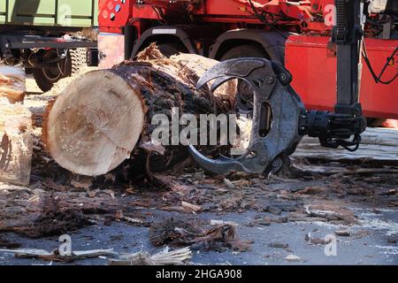 Der Harvester arbeitet in einem Wald. Geräte für die Protokollierung werden geladen. Forstmaschinen. Holzindustrie. Nahaufnahme. Stockfoto