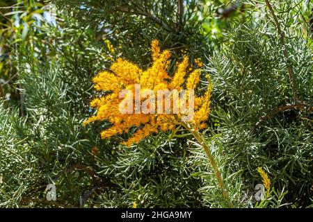 Nahaufnahme gelb-orange Blütengruppe aus Weihnachtsbaum oder Moodjar, Nuytsia floribunda, blühend im Dezember und fotografiert im Nambung National Park, Stockfoto