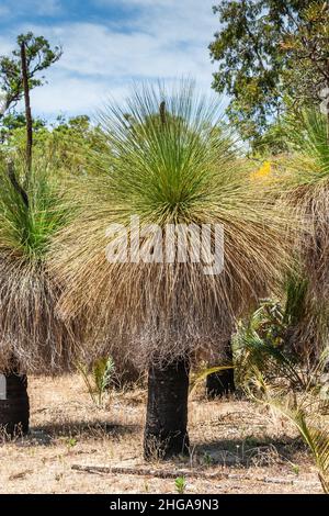 Grasbaum oder Black Boys, Xanthorrhoe, langsam wachsende eingelappte Pflanze in Western Australia auf dunklem bis schwarzem Stamm mit einer Krone ähnlich lang gewachsen Stockfoto