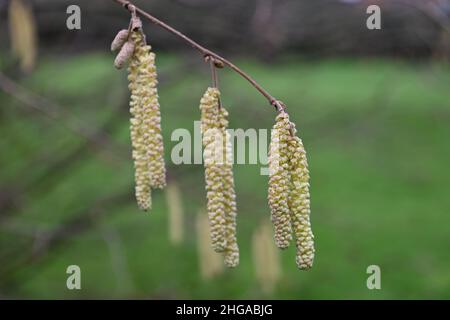 Hasel-Kätzchen, Corylus avellana, monecious Sträucher, die gemeinsamen Hasel-Blüten, gelbe männliche Kätzchen Stockfoto