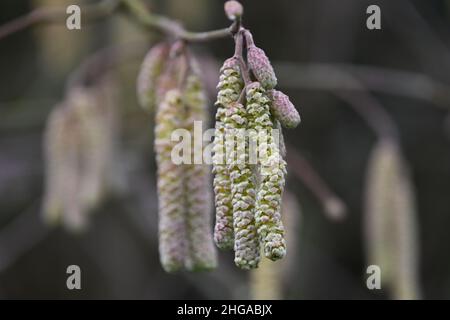 Hasel-Kätzchen, Corylus avellana, monecious Sträucher, die gemeinsamen Hasel-Blüten, gelbe männliche Kätzchen Stockfoto