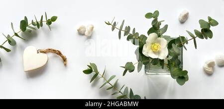 Eukalyptus und weiße Helleborus-Blume im Winter. Winter floral flach legen mit immergrünen Eukalyptuszweigen und Winter Rose oder fastenrose Blume. Stockfoto