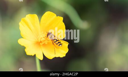 Eine Schwebefliege auf einer Blume der Makrofotografie von Eschschscholzia. Eine Schwebefliege bestäubt die gelbe kalifornische Mohnblume auf einem verschwommenen Hintergrund. Stockfoto