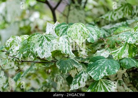 Cercis canadensis 'Alley Cat'. Eastern Redbud „Alley Cat“. Herzförmige, spitz zulaufende Blätter mit Weißspritzern. Stockfoto