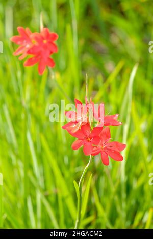 Hesperantha coccinea 'major', karmesinrote Flaggenlilie 'major'. Herbstblühende rote Blüten Stockfoto