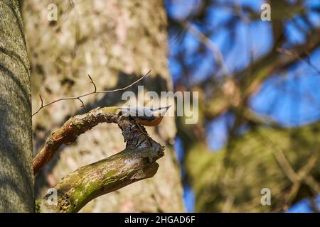 Der eurasische Nuthatch oder Holznuthatch, Sitta europae, ist ein kleiner Singvögel Kurzschwanzvögel mit einem langen Schnabel, blaugrauen Oberteilen und einem schwarzen Stockfoto