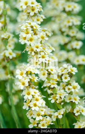 Sisyrinchium striatum, hellgelbäugig, gelbe mexikanische Satinblume, Phaiophleps nigricans. Gruppen von hellgelben, sternförmigen Blüten Stockfoto