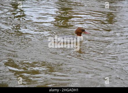 Rotbrustmerganer, weiblich (Mergus serrator) Stockfoto