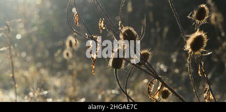 Winterlandschaft an einem frühen Januarmorgen in Essex, Großbritannien, 2021. Gewöhnliche Teasele / Dipsacus fullonum Stockfoto