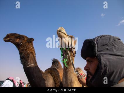 King Abdul Aziz Camel Festival, Provinz Riad, Rimah, Saudi-Arabien Stockfoto