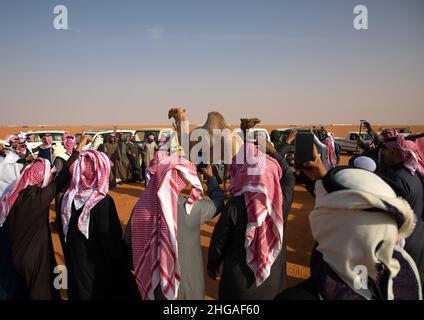 Saudische Männer folgen Kamelen mit ihren Autos während des King Abdul Aziz Camel Festivals, Provinz Riyadh, Rimah, Saudi-Arabien Stockfoto