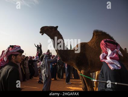 King Abdul Aziz Camel Festival, Provinz Riad, Rimah, Saudi-Arabien Stockfoto