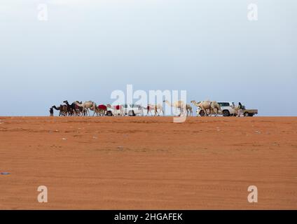 King Abdul Aziz Camel Festival, Provinz Riad, Rimah, Saudi-Arabien Stockfoto