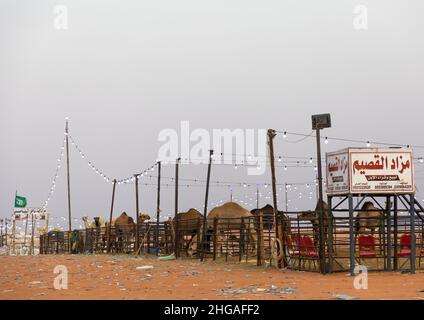 King Abdul Aziz Camel Festival, Provinz Riad, Rimah, Saudi-Arabien Stockfoto