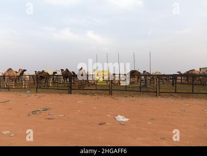 King Abdul Aziz Camel Festival, Provinz Riad, Rimah, Saudi-Arabien Stockfoto