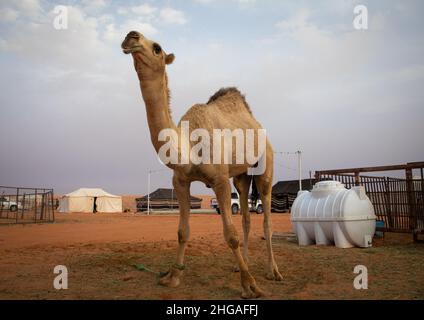 King Abdul Aziz Camel Festival, Provinz Riad, Rimah, Saudi-Arabien Stockfoto