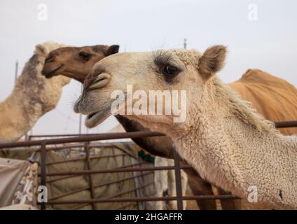 King Abdul Aziz Camel Festival, Provinz Riad, Rimah, Saudi-Arabien Stockfoto