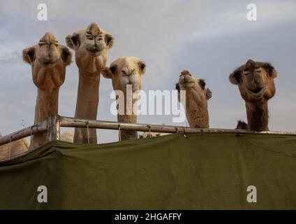 King Abdul Aziz Camel Festival, Provinz Riad, Rimah, Saudi-Arabien Stockfoto