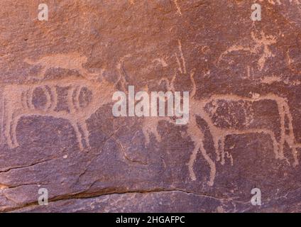 Petroglyphen auf einem Felsen, auf dem Kühe und Männer abgebildet sind, Provinz Najran, Thar, Saudi-Arabien Stockfoto