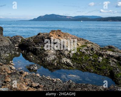 WA21145-00...WASHINGTON - kleiner Gezeitenpool am Ufer des San Juan Channal im Reuben Tarte Memorial Park auf der Insel San Juan. Stockfoto